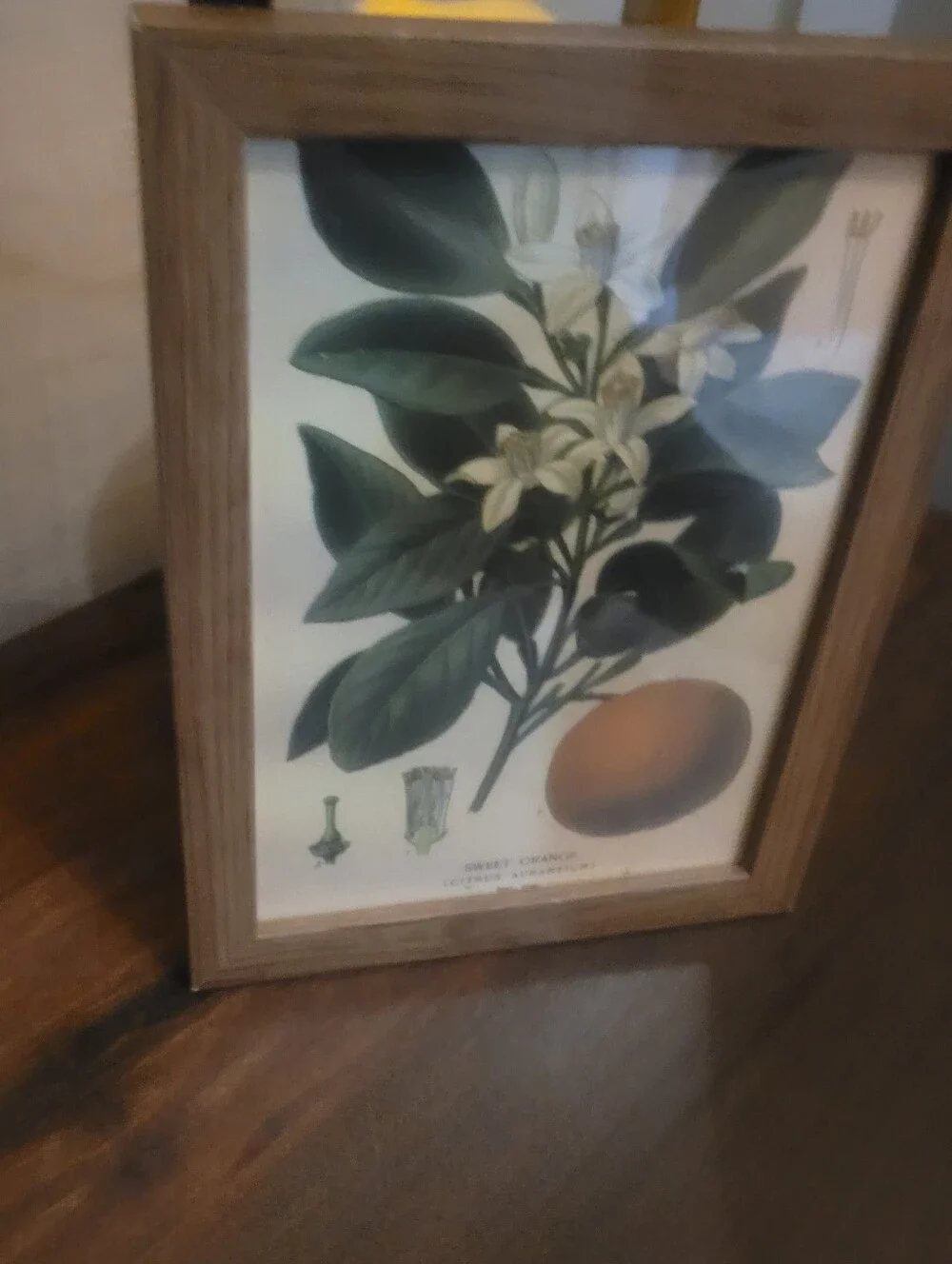 Botanical Sweet Orange Wall Art Print in Green and Cream - Unbranded